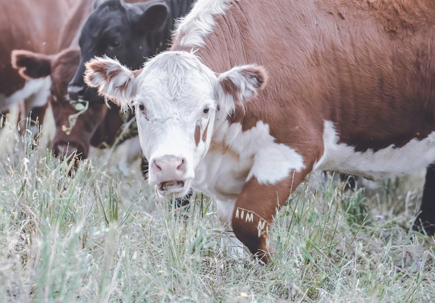 Vacas na paisagem campestre de Pampas Argentina