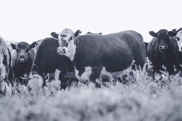 Vacas na paisagem campestre de Pampas Argentina