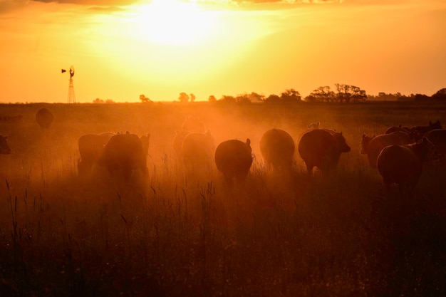 Vacas na paisagem do pôr do sol Província de Buenos Aires Argentina