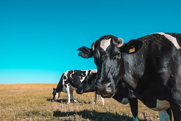 Vacas na paisagem dos pampasPatagonia