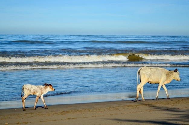 Vacas na praia em goa