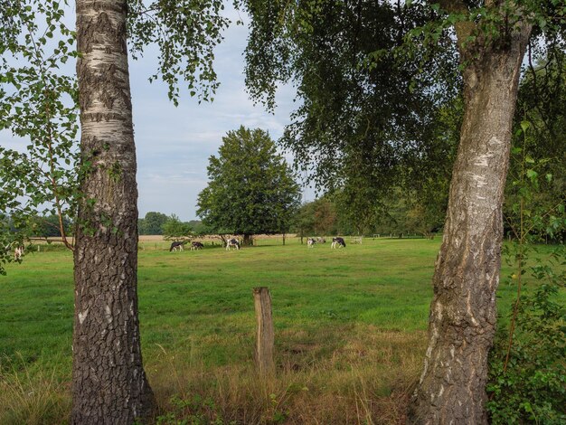 Vacas na Westfália