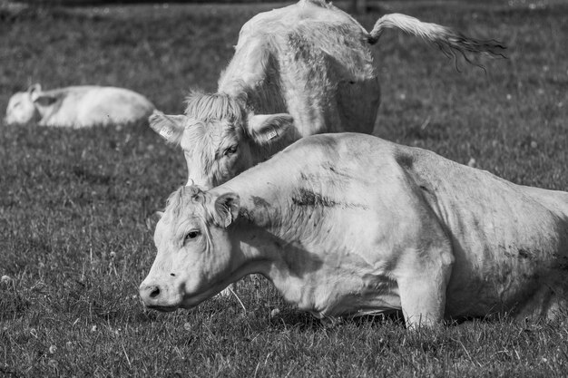 Foto vacas na westfália