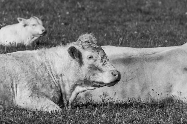 Foto vacas na westfália