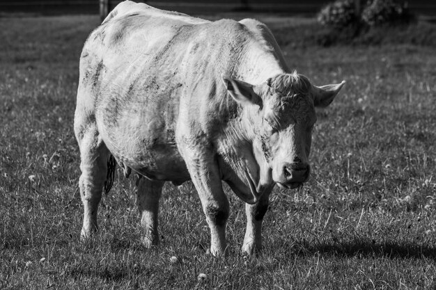 Foto vacas na westfália