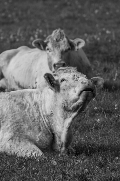 Foto vacas na westfália