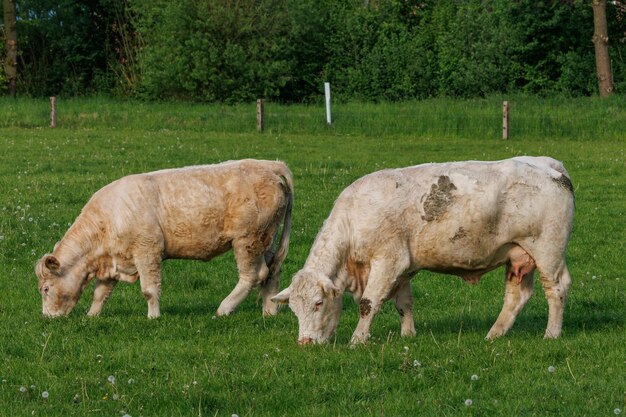 Foto vacas na westfália