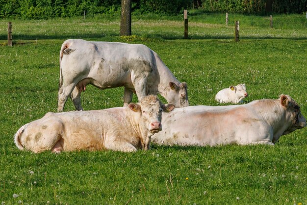 Vacas na Westfália