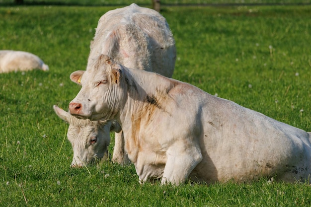 vacas na Westfália