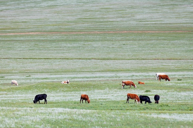 Vacas nas estepes da Mongólia