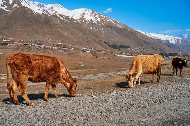 Vacas nas montanhas da Geórgia Animais pastam ao longo da estrada Incrível paisagem montanhosa ao fundo