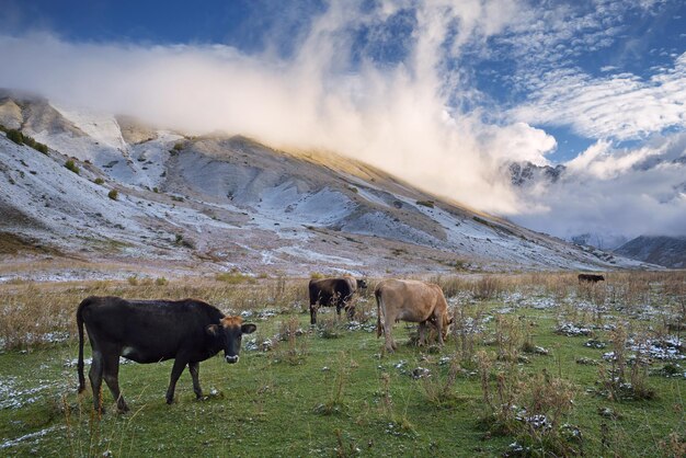 Vacas nas montanhas