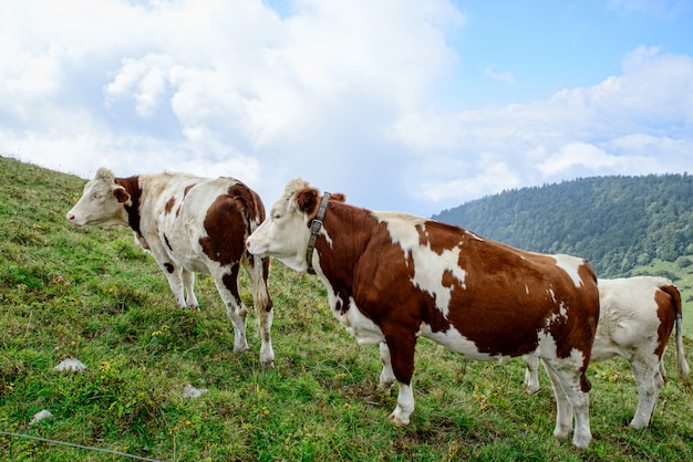 Vacas nas pastagens de montanha