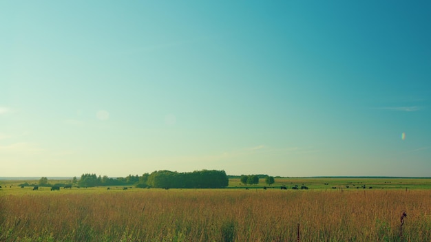 Vacas negras en un campo de hierba en un día brillante y soleado vacas en un prado verde y cielo azul con nubes