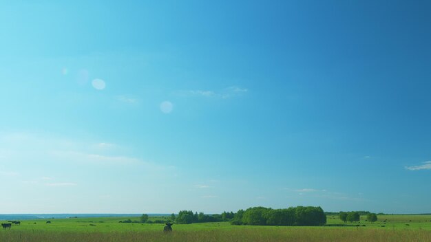 Vacas negras en un campo de hierba en un día brillante y soleado vacas en un prado verde y cielo azul con nubes