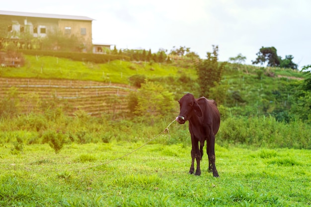 Vacas negras delgadas de pie en una finca rural de animales de granja en Tailandia.