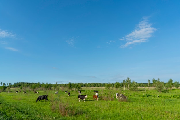 Las vacas negras pastan en un campo verde en un día de verano.