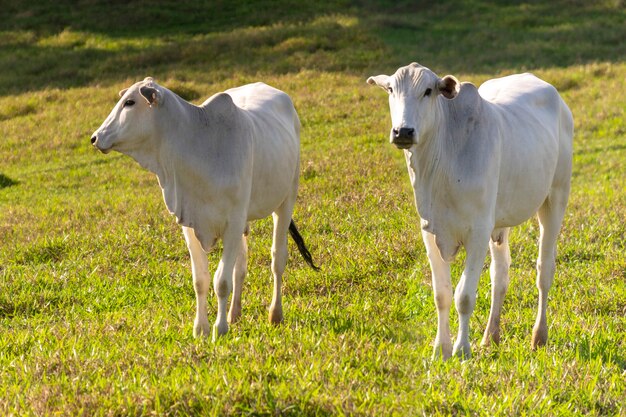 Vacas nelore brancas no pasto