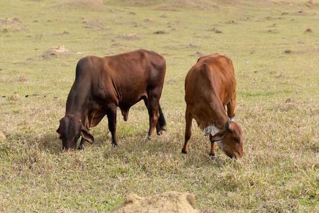 Vacas Nelore en un campo pastando hierba verde Enfoque selectivo