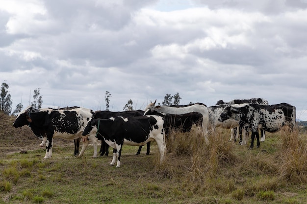 Foto vacas nelore en un campo pastando hierba verde enfoque selectivo