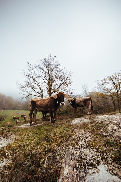 Vacas en la niebla