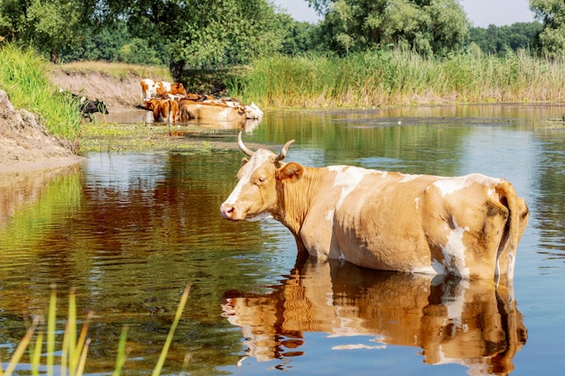 Vacas no bebedouro