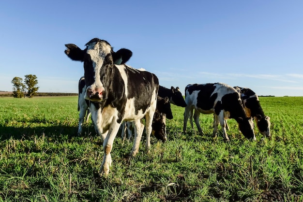 Vacas no campo gramado