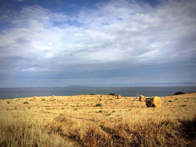 Vacas no campo gramado