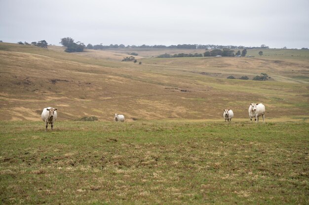 vacas no campo pastando na grama e pasto na Austrália em um rancho agrícola Bovinos que comem feno e raças de silagem incluem speckle park Murray grey angus Brangus hereford wagyu vacas leiteiras