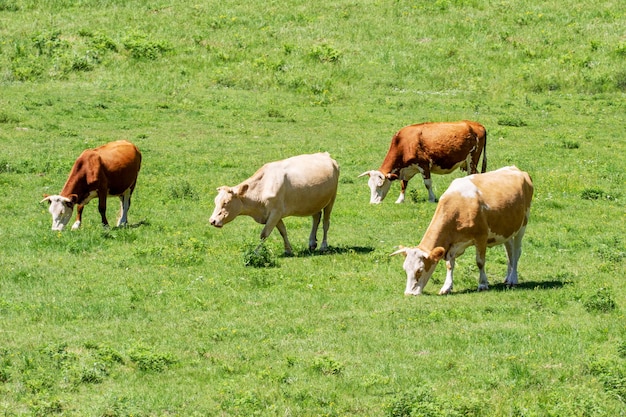 Vacas no campo verde de verão