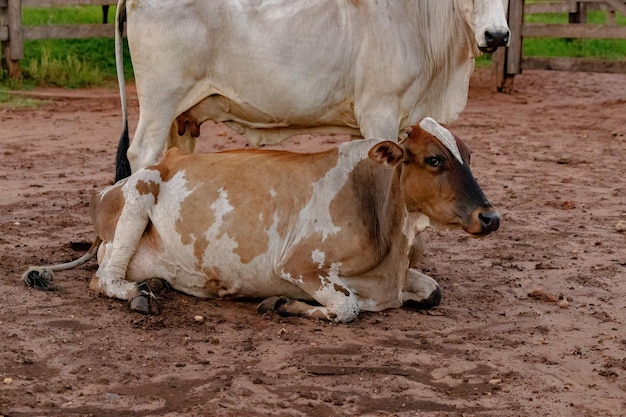 Foto vacas no campo