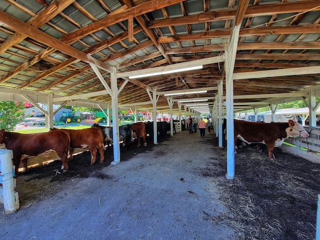 Foto vacas no campo