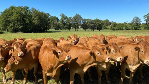 Foto vacas no campo