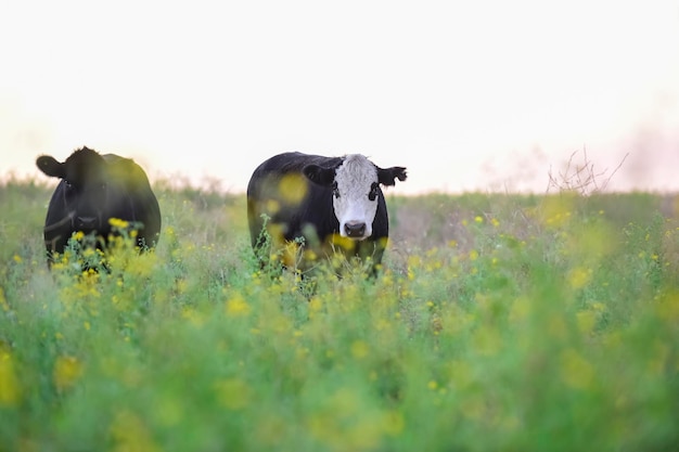 Foto vacas no campo