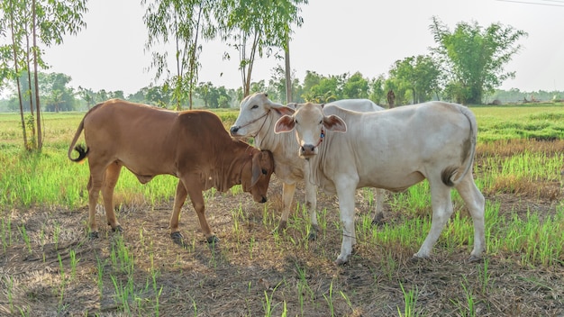 Foto vacas no campo