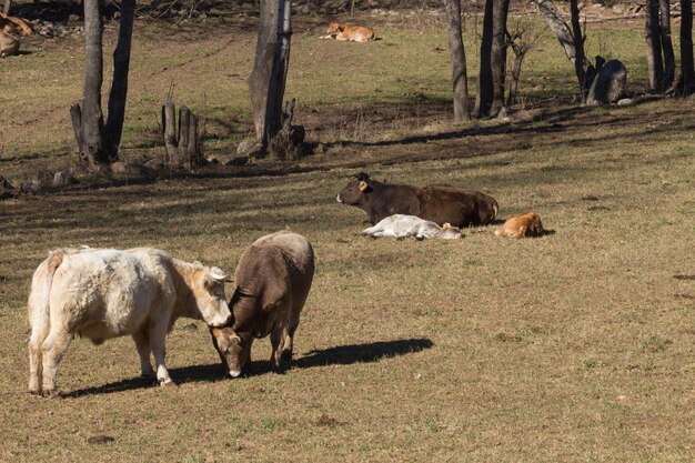 Vacas no campo