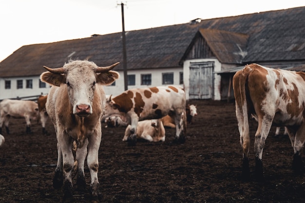 Vacas no formulário. Produção de leite. Animais domésticos.