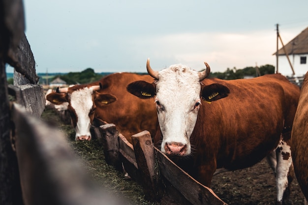 Vacas no formulário