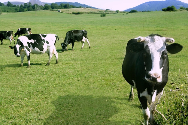 Vacas no gado fresian prado