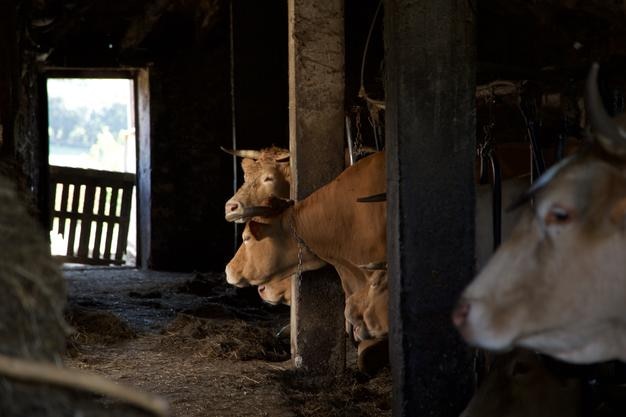 Foto vacas no galpão