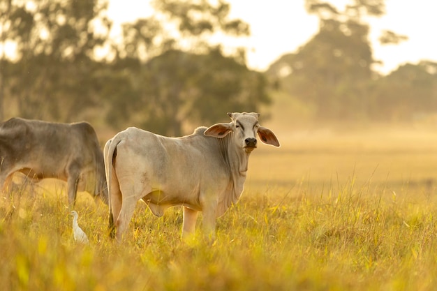 Vacas no pasto ao pôr do sol.