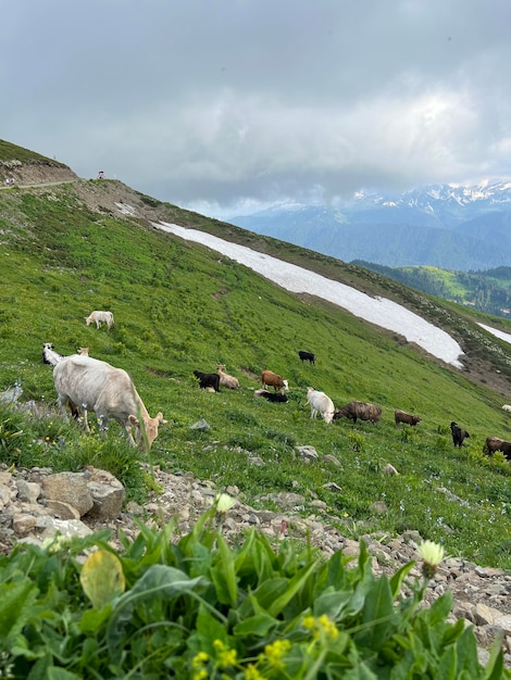 Vacas no pasto nas montanhas alpinas do prado no fundo