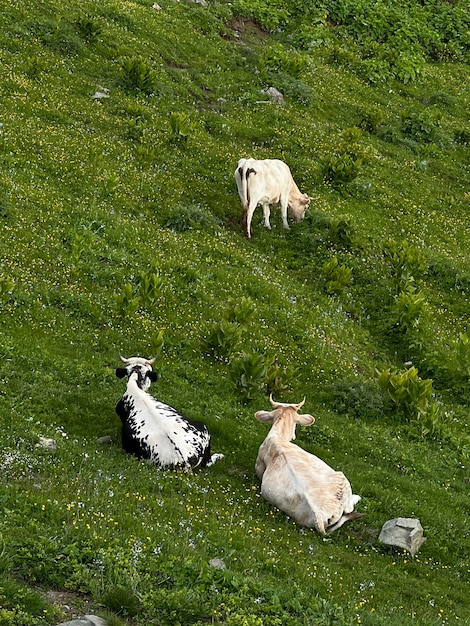 Vacas no pasto nas montanhas alpinas do prado no fundo