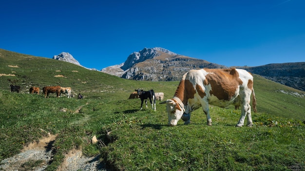 Vacas no pasto no norte da Itália