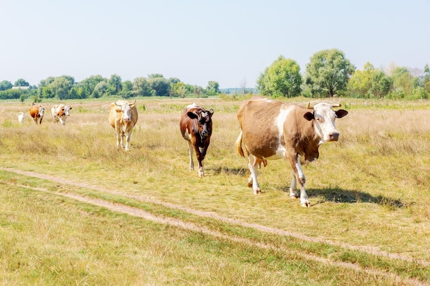 Vacas no pasto