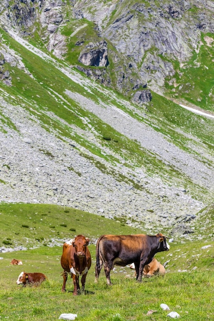 Vacas no prado alpino