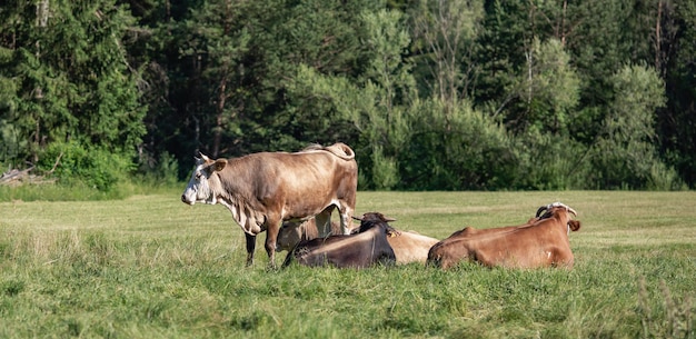Vacas no prado em uma bela paisagem florestal