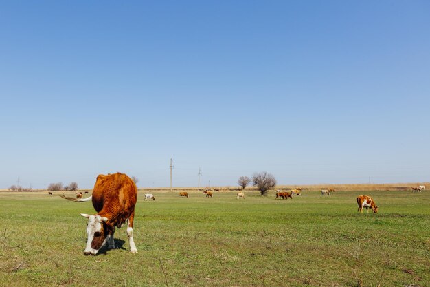 vacas no prado verde