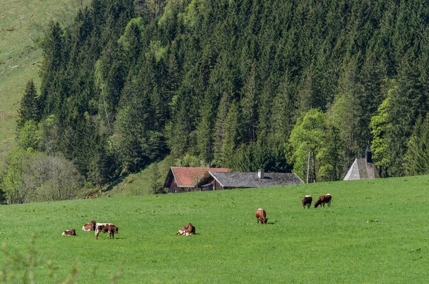 vacas no prado verde