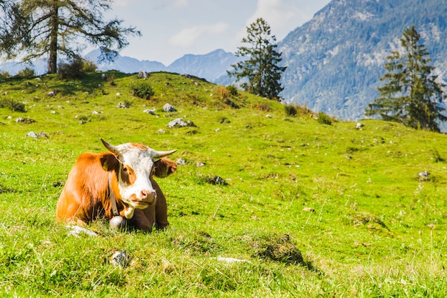 Vacas nos prados verdes dos Alpes